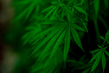 Marijuana leaves on a beautiful background Growing marijuana at the indoor cannabis farm Growing marijuana plants, top view