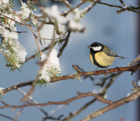 Fototapeta premium Great Tit