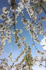 almond blossom sky background