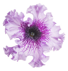 petunia flower isolated