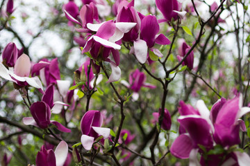 Natural background concept: pink magnolia flowers on tree branches,  there are raindrops on the petals