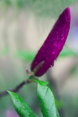 Natural background concept: pink magnolia buds close up, there are raindrops on the petals, blur.