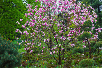 Obraz premium Magnolia tree with pink and white petals