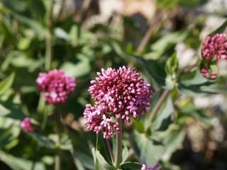 Centranthus ruber - Red valerian - Spur valerian or fox's brush, beautiful flowers of rocky soils of Provence scrubland