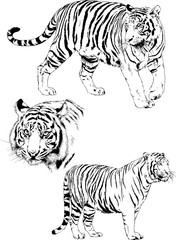 set of vector drawings on the theme of predators tigers are drawn by hand with ink tattoo logos	