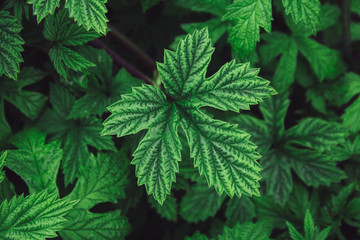 stinging nettle leaves as background. Beautiful texture of nettle. Top view. Copy space. Can use as banner