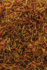 safflower hreb for background