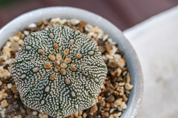 Astrophytum 