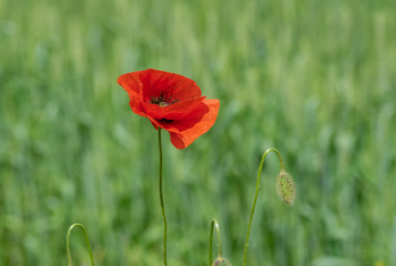 Lonely opened bud of red poppy in wild field at summer time