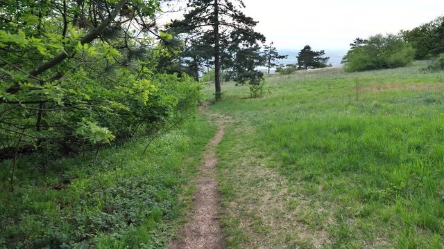 Walking on narrow pathway between forest and forest steppe