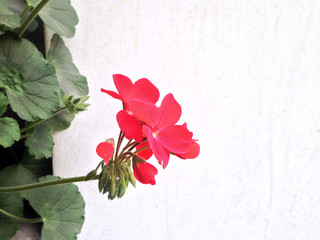 flower geranium light background picture