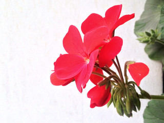 flower geranium light background picture