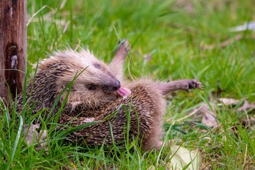 hedgehog in grass