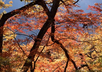 【群馬県】谷川岳の紅葉