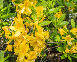 Pavillon chinois (Laeken-Belgique) im Frühling