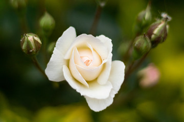 White rose blooms spring season