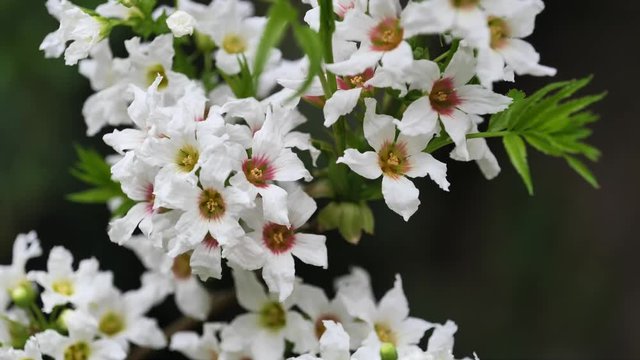 White flowers of Yellowhorn shrub Xanthoceras Sorbifolium in mild wind