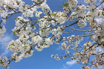 almond blossom sky background