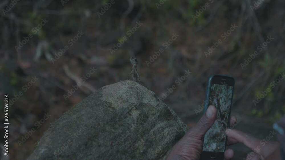 Poster close up of a small lizard reptile frozen sitting on a rock in the rain forest while a persons hands