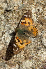 colorful butterfly on stone