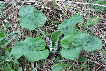 Green leaf burdock