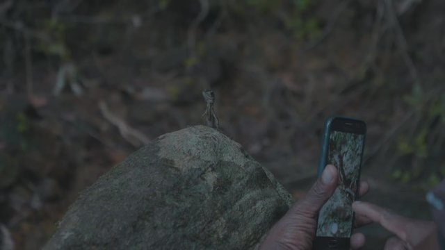 Close up of a small lizard reptile frozen sitting on a rock in the rain forest while a persons hands take photos of it on their smart phone with a blurred background