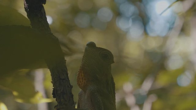 Close up of a green lizard clinging to a tree camouflaging in to the green background behind him stationary looking at the camera lens in the wild