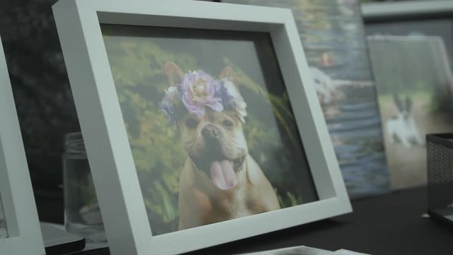 Close-up picture of a dog wearing a floral head ornament, alongside other photos of dogs.
