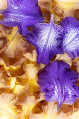 iris petals background
