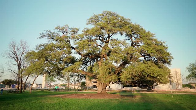 Large oak tree in a small park