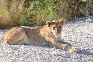 Namibia: A lion cup is lying around in Etosha Nationalpark
