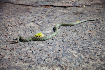 snake on a stone