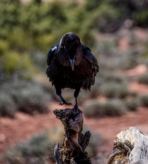 American Crow