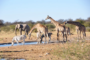 Naklejka na ściany i meble Girafs, zebras and elephants at the waterhole of Namutomi Camp in Etosha.
