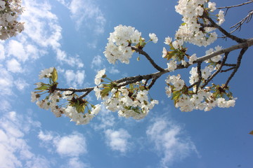 almond blossom sky background
