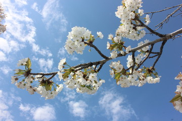 almond blossom sky background
