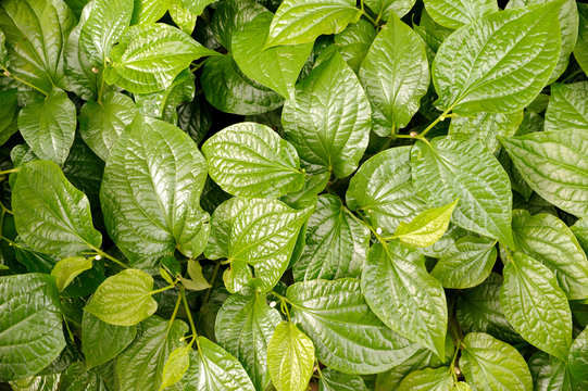 Green leaf of Chaplo, a herb vegetable from Thailand