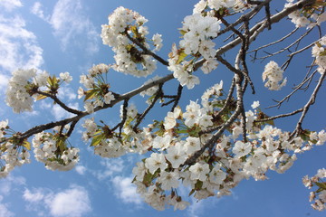 almond blossom sky background