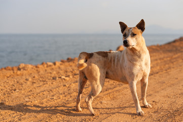 Thai dog keep an eye on incoming enemies