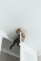 The cat is stuck and sits on the door of the closet near the ceiling of the house on a white background