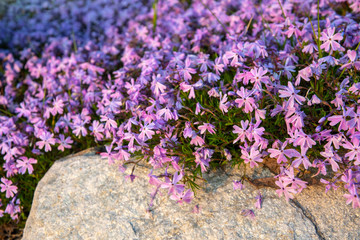 Obraz premium Close-up of a blooming plant of Phlox: its name derives from the Greek word 'phlox' meaning 'flame', in reference to the intense flower colors of some varieties, Italy 