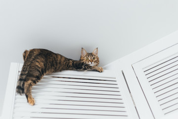 The cat is stuck and sits on the door of the closet near the ceiling of the house on a white background