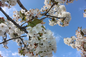 almond blossom sky background