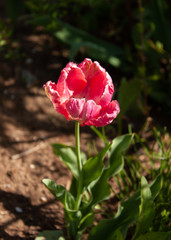 Pink tulip with a fringe around the edge lit by the sun.