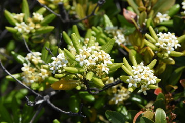 Japanese pittosporum blossoms