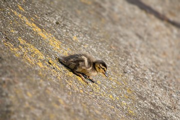 duck