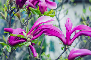 Pink magnolia on a fluffy green background.