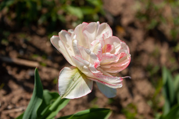 White-pink tulip brightly lit by the sun.
