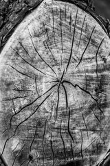 Tree trunk cross section where a branch was cut off