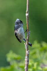 Long-tailed tit (Aegithalos caudatus) with insects in its bill.